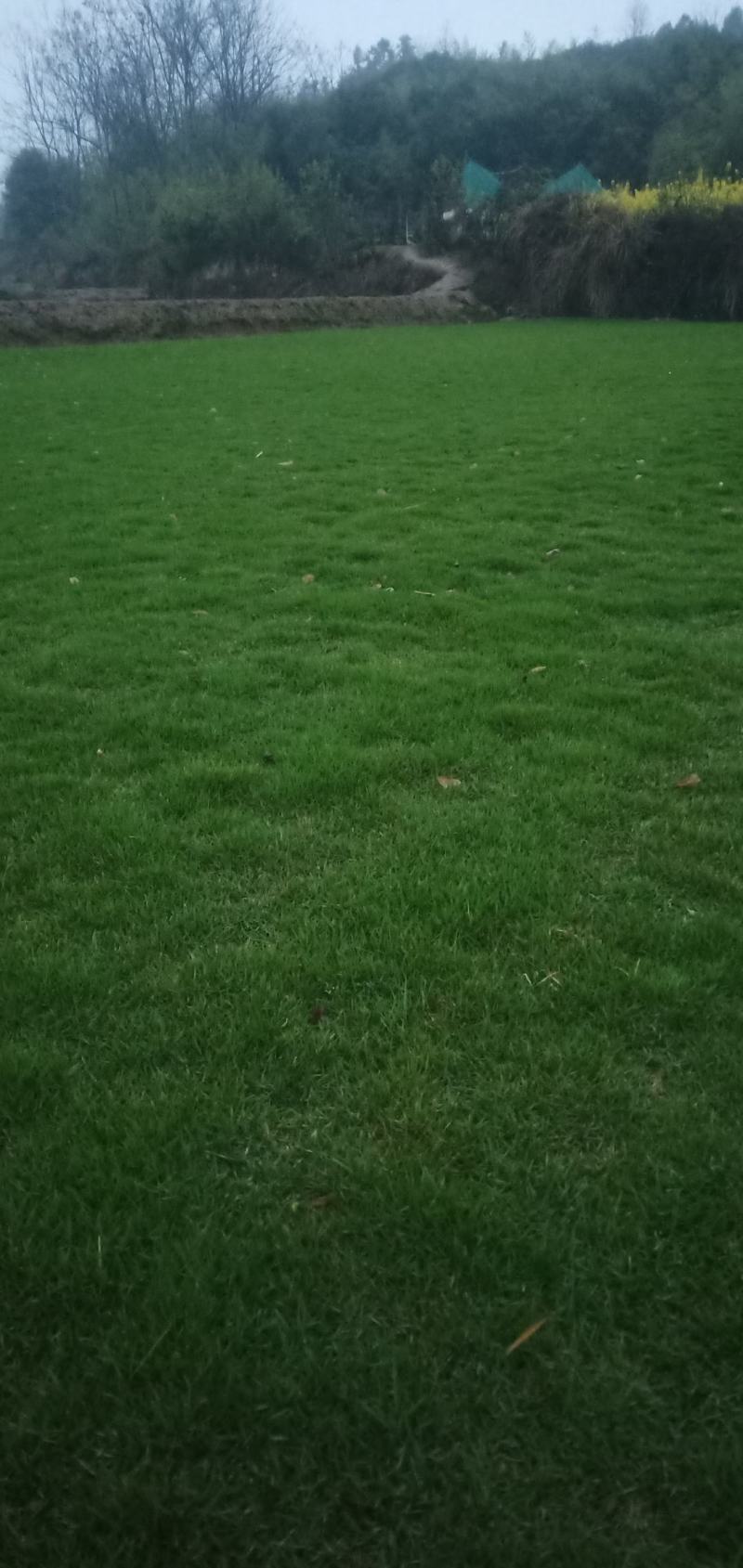 马尼拉草皮
