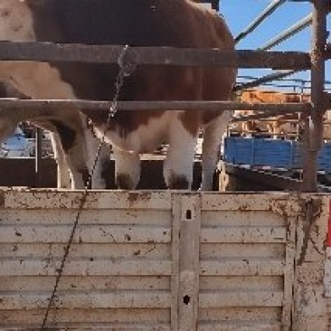 小公牛