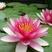 睡莲苗睡莲是睡莲科睡莲属植物的统称。它是一种多年生浮叶型