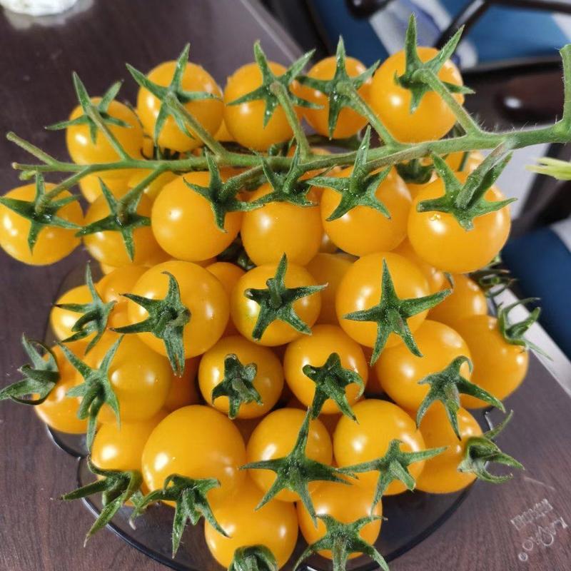 黄色樱桃西红柿苗