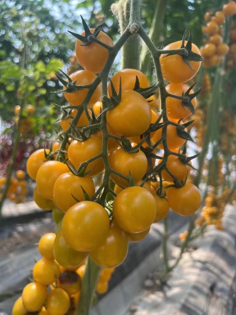 黄色樱桃西红柿苗
