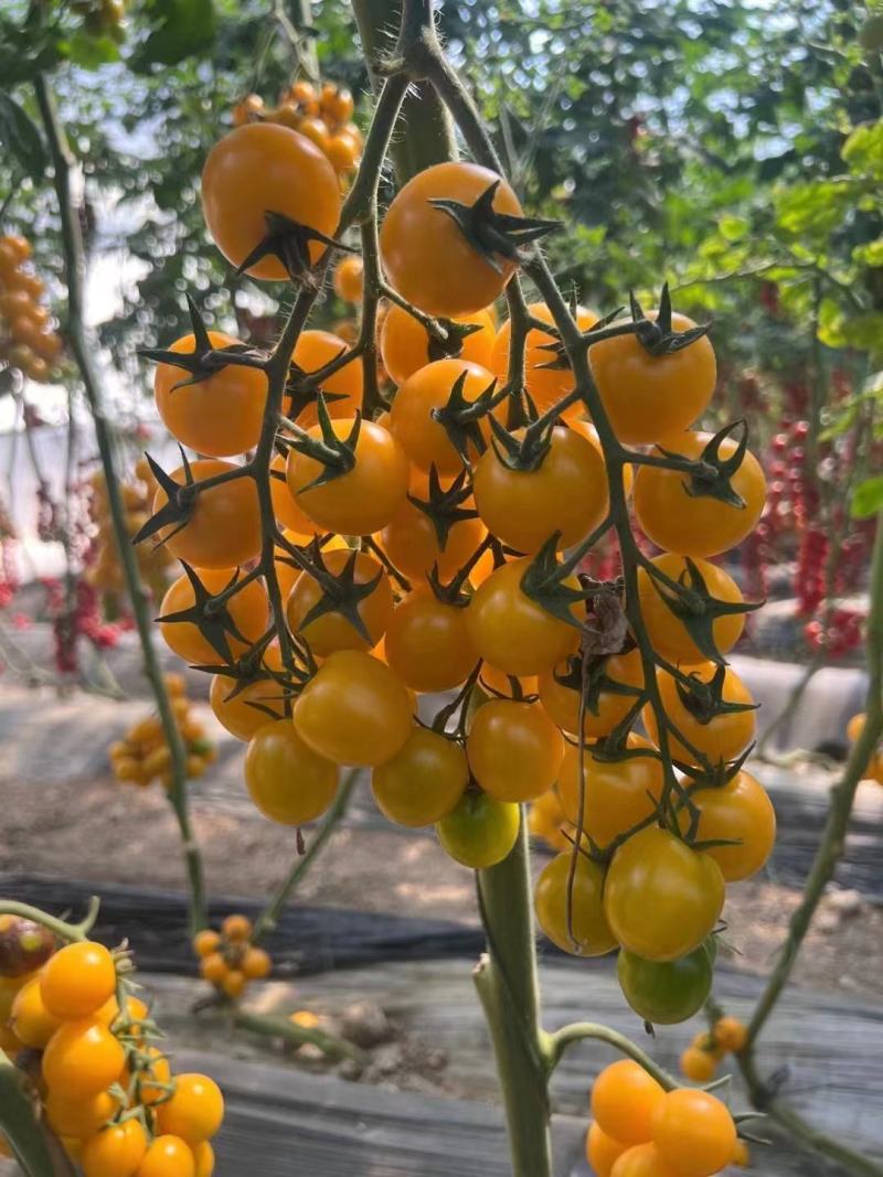 黄色樱桃西红柿苗