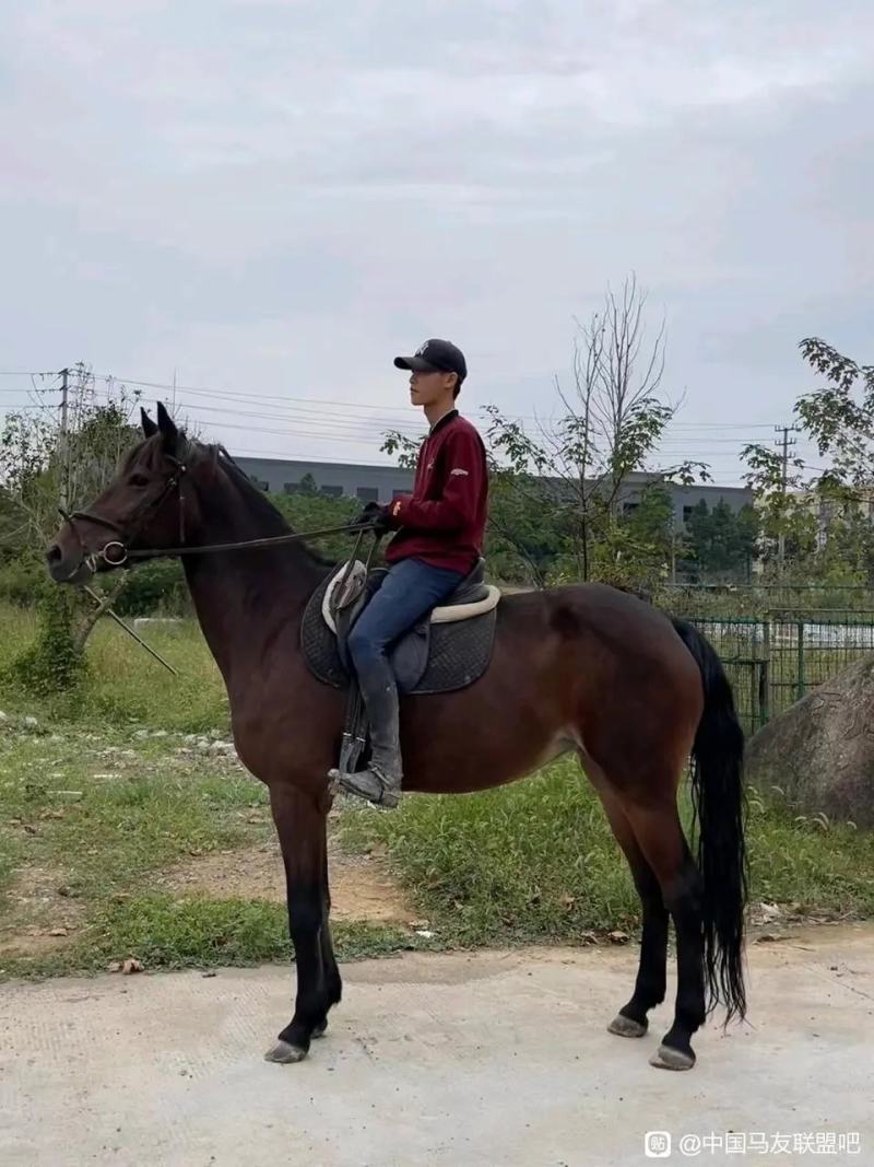 混血马。纯血马。改良大马景区用马性格温顺