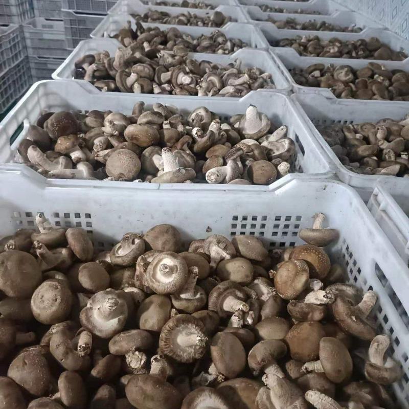 香菇