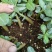 沙漠玫瑰苗圃直供基地现货室内多肉花卉植物