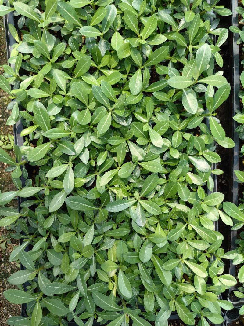 沙漠玫瑰苗圃直供基地现货室内多肉花卉植物