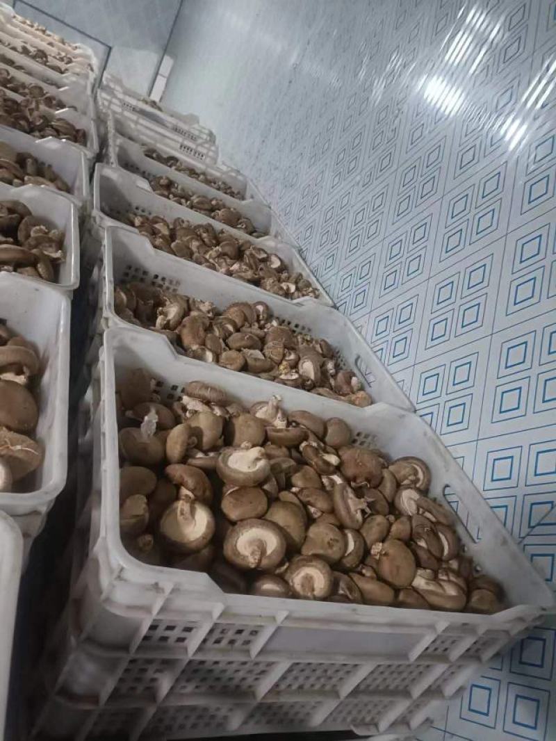 香菇