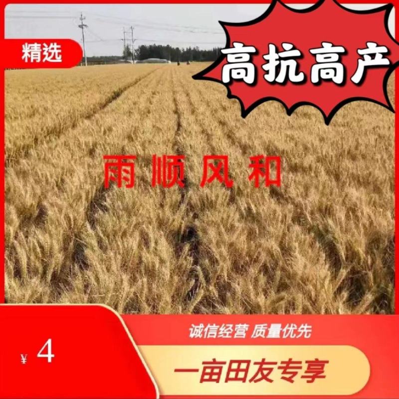 山东抗冻硬质风和二号优质麦千粒重茎秆粗壮