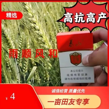 二号高抗倒伏千粒重63克，株高58公分可亩产1600斤