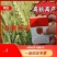 二号高抗倒伏千粒重63克，株高58公分可亩产1600斤