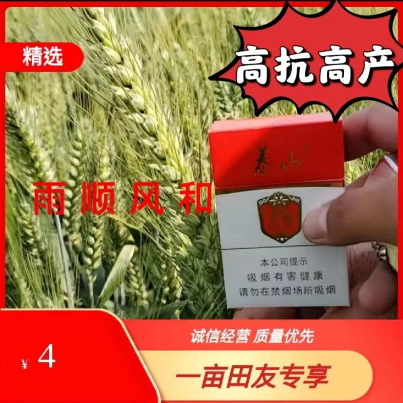 二号高抗倒伏千粒重63克，株高58公分可亩产1600斤