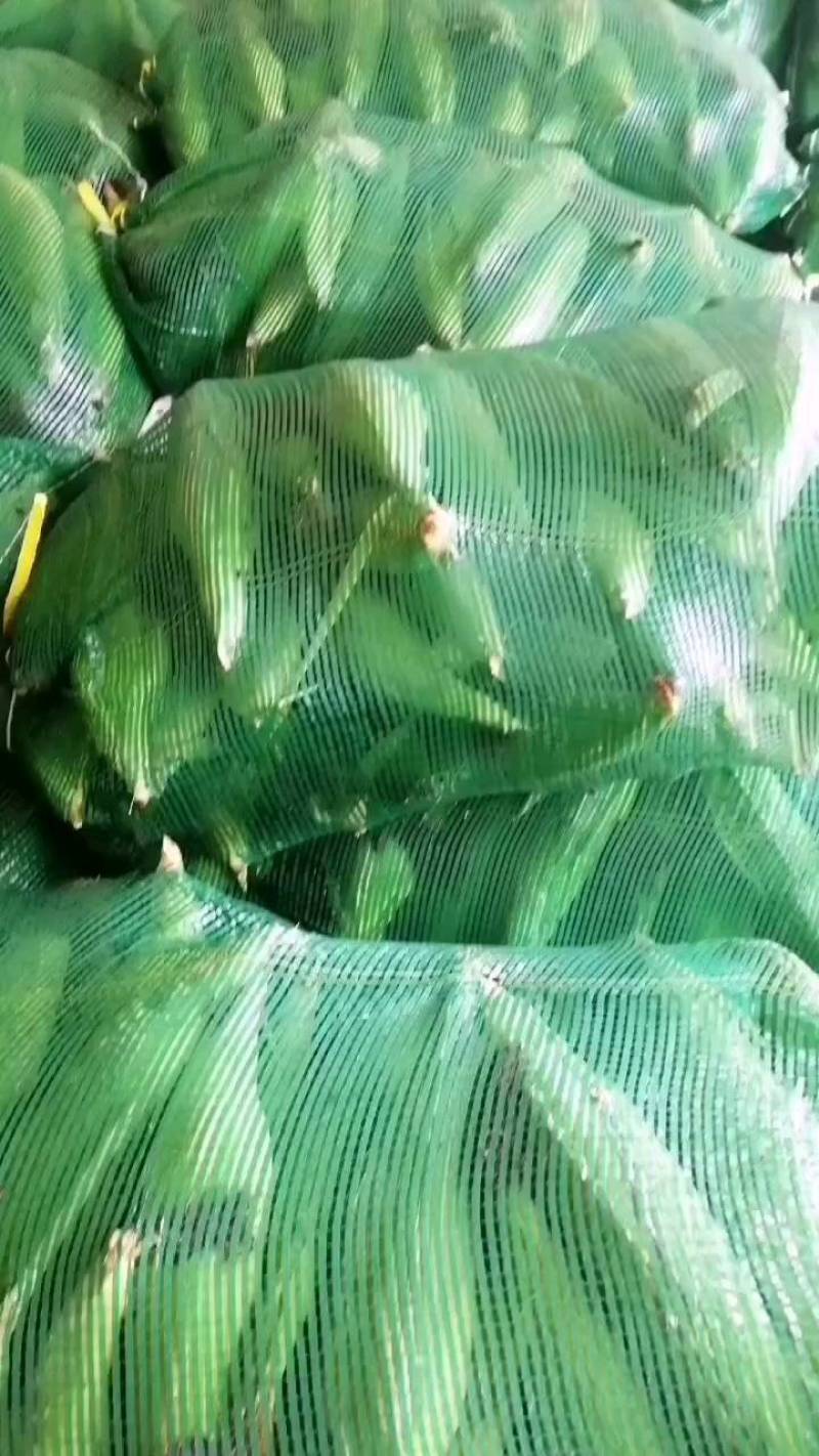 玉米棒，品种齐全，口感好，欢迎选购