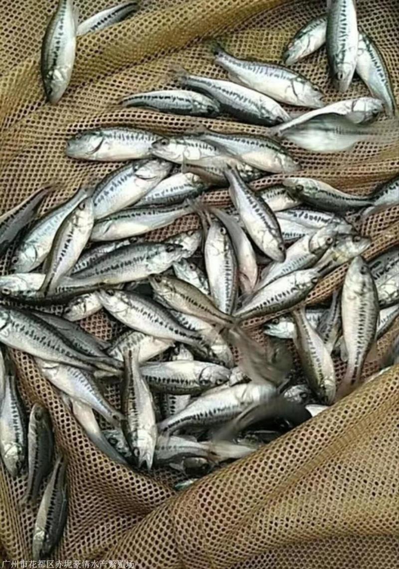 【热卖】安徽亳州加州鲈鱼苗质量保证货源充足保证成活率