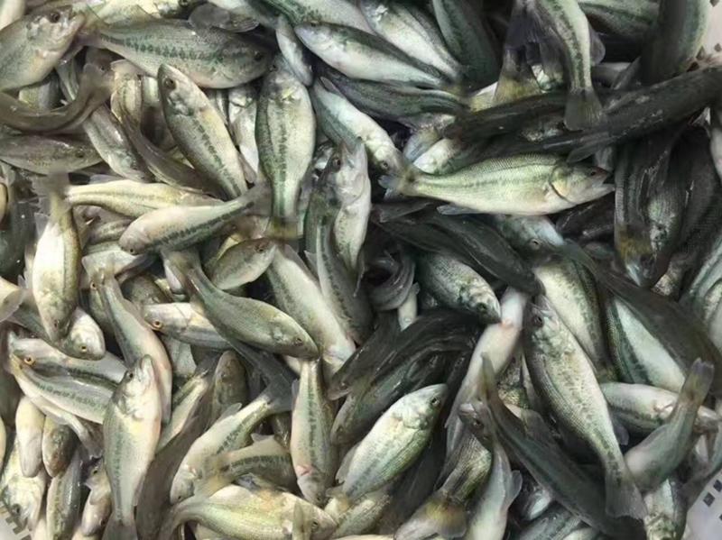 【热卖】安徽亳州加州鲈鱼苗质量保证货源充足保证成活率