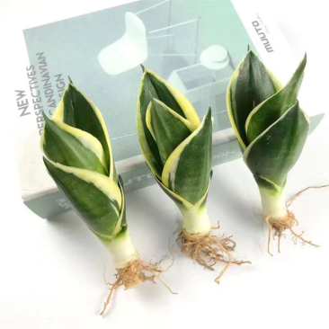 荷花兰虎皮兰
