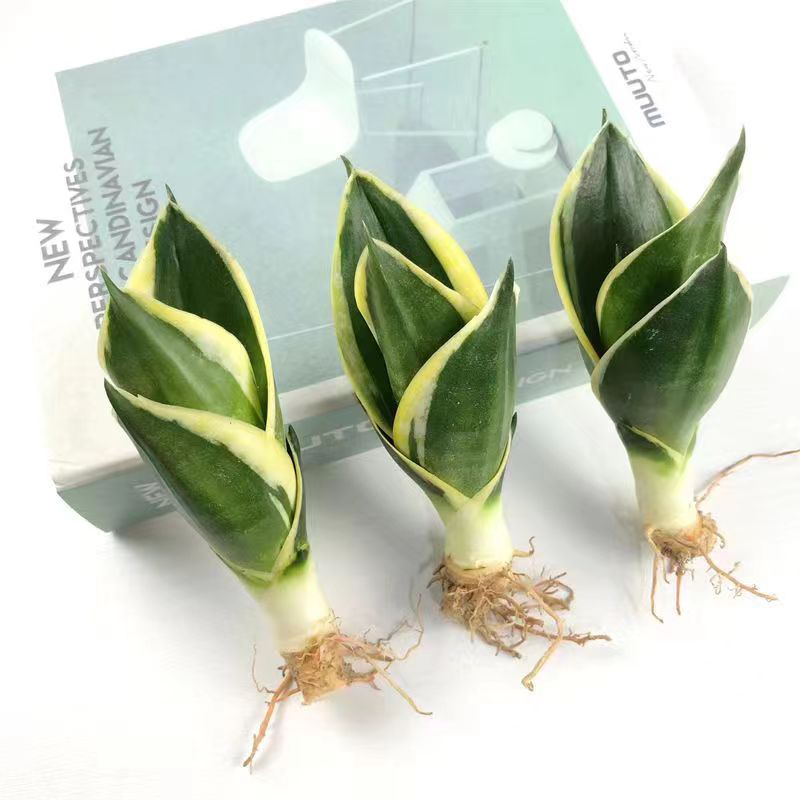 荷花兰虎皮兰