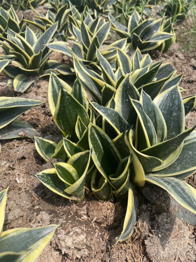 荷花兰虎皮兰