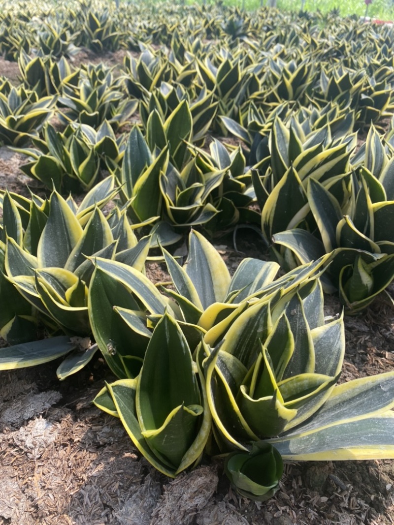 荷花兰虎皮兰