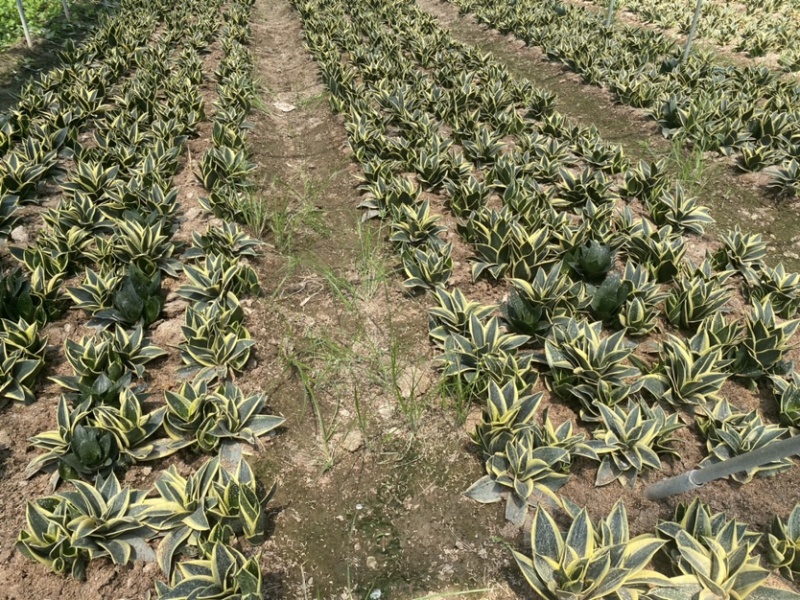 荷花兰虎皮兰