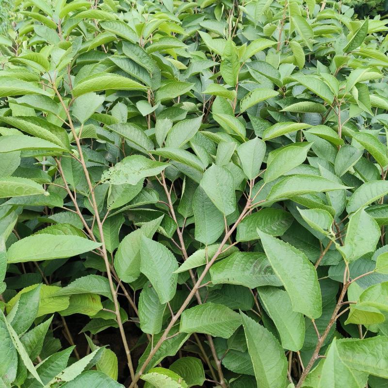车厘子苗樱桃苗水果苗种苗