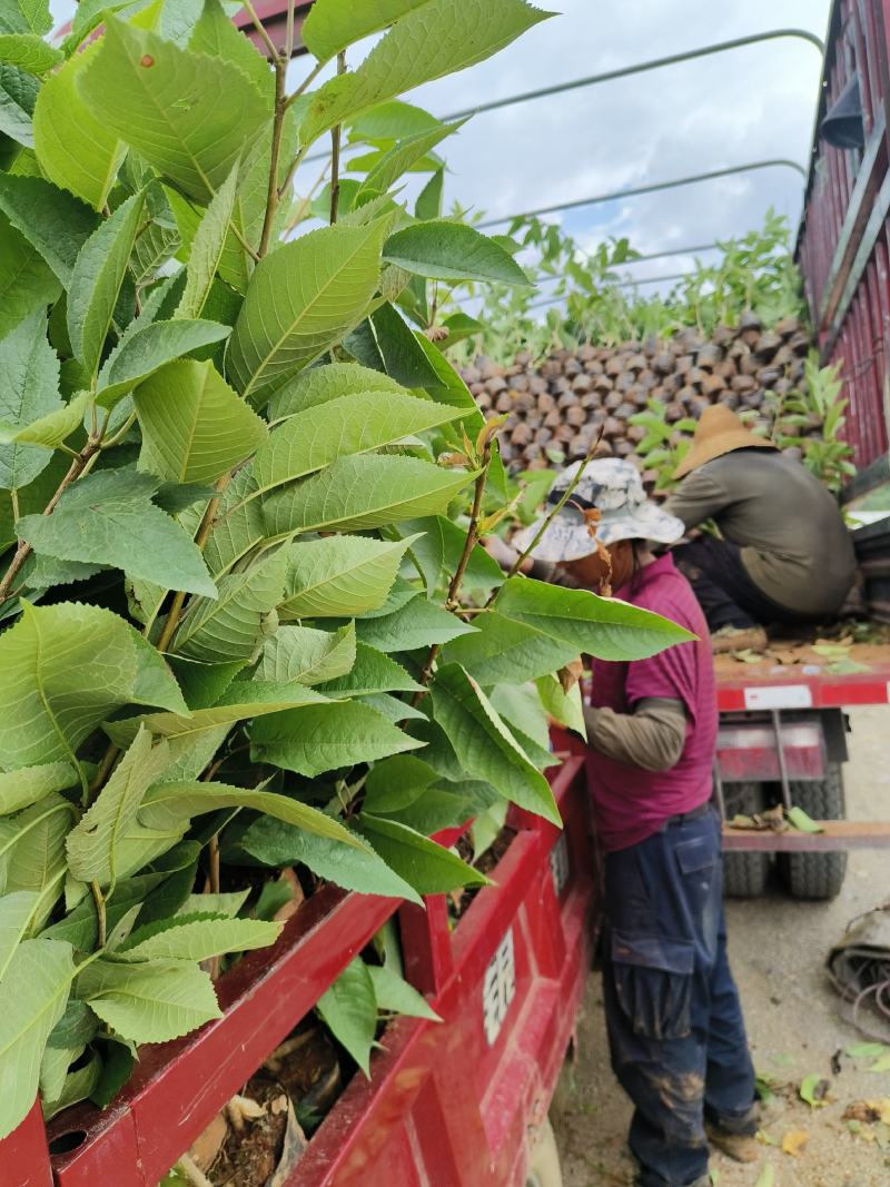 车厘子苗樱桃苗水果苗种苗