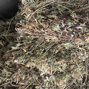 龙胆草苗片云南滇龙胆草树花滇龙胆草树龙胆草树阳枝