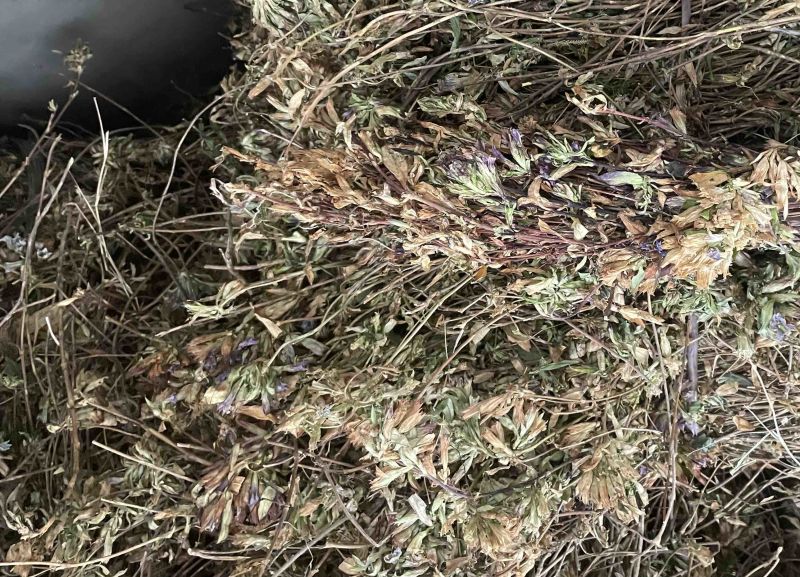 龙胆草苗片云南滇龙胆草树花滇龙胆草树龙胆草树阳枝
