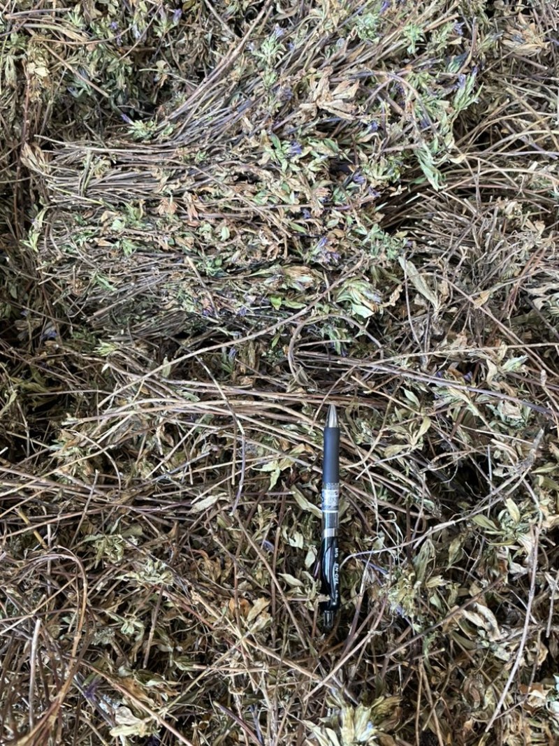 龙胆草苗片云南滇龙胆草树花滇龙胆草树龙胆草树阳枝