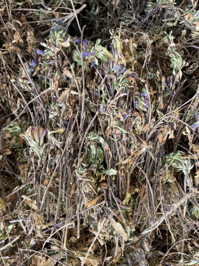 龙胆草苗片云南滇龙胆草树花滇龙胆草树龙胆草树阳枝