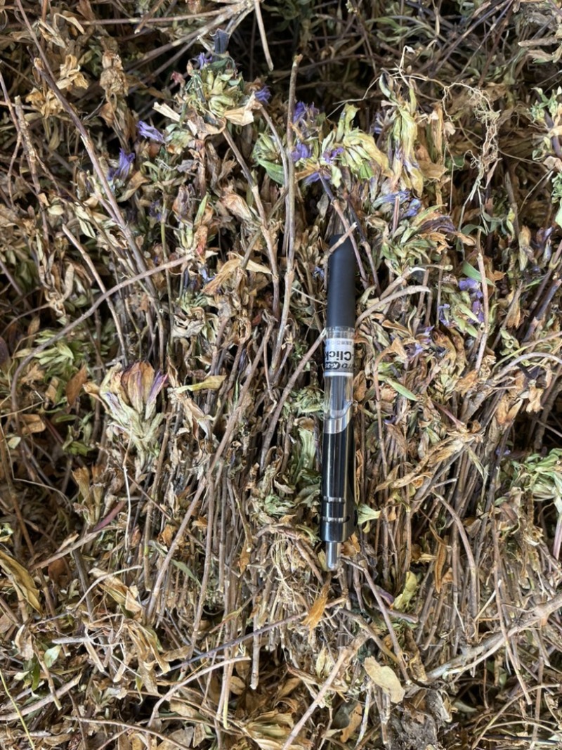 龙胆草苗片云南滇龙胆草树花滇龙胆草树龙胆草树阳枝