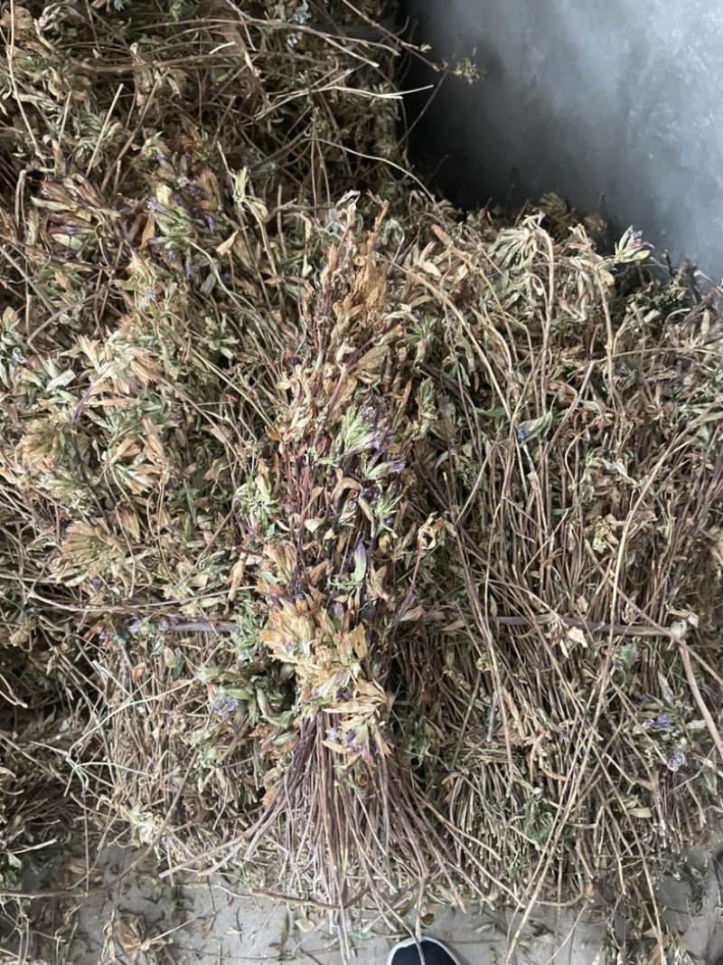 龙胆草苗片云南滇龙胆草树花滇龙胆草树龙胆草树阳枝