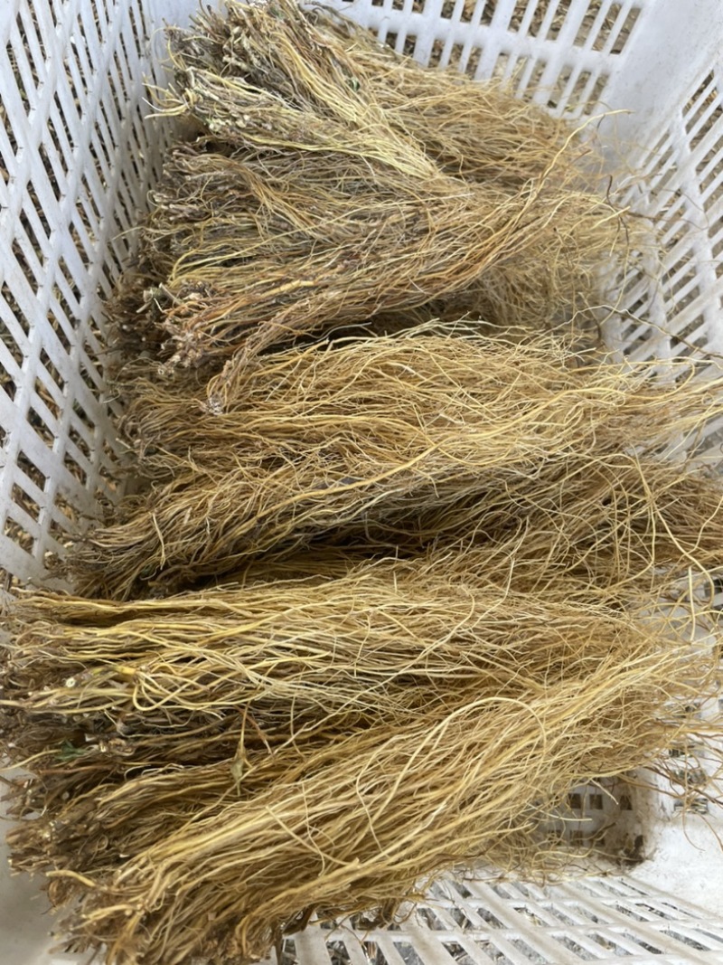 龙胆草子龙胆草滇龙胆草云南龙胆草龙胆草