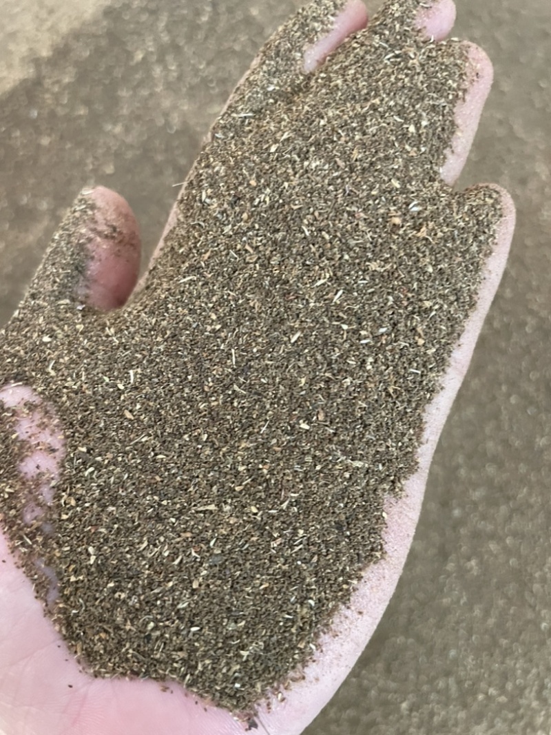 龙胆草子龙胆草滇龙胆草云南龙胆草龙胆草