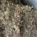 龙胆草子龙胆草滇龙胆草云南龙胆草龙胆草