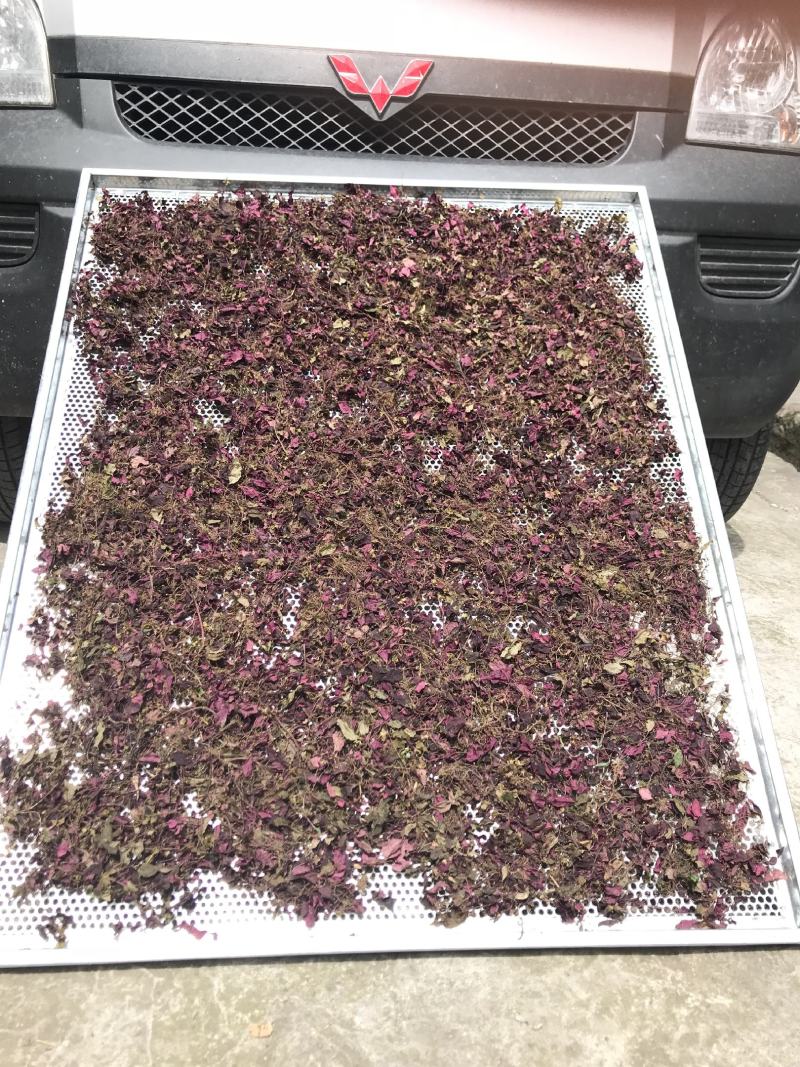 野生风柜斗草，源头产地直供，可供干货，鲜货。水洗风柜斗草