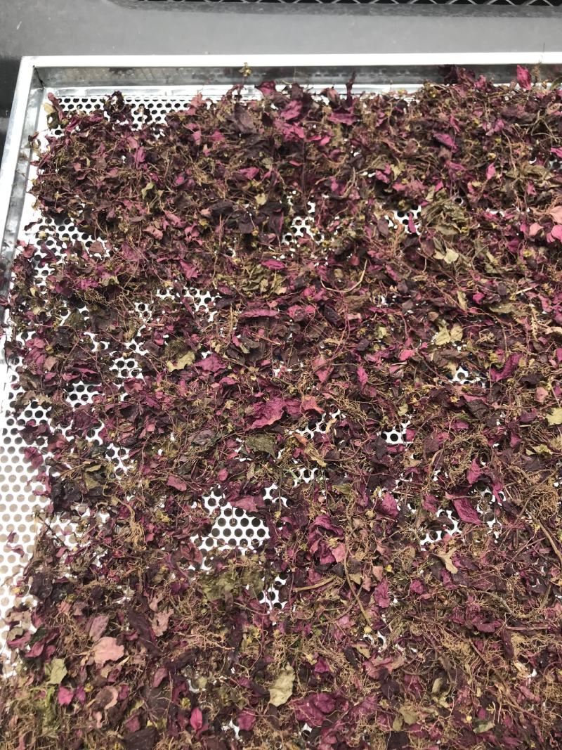 野生风柜斗草，源头产地直供，可供干货，鲜货。水洗风柜斗草