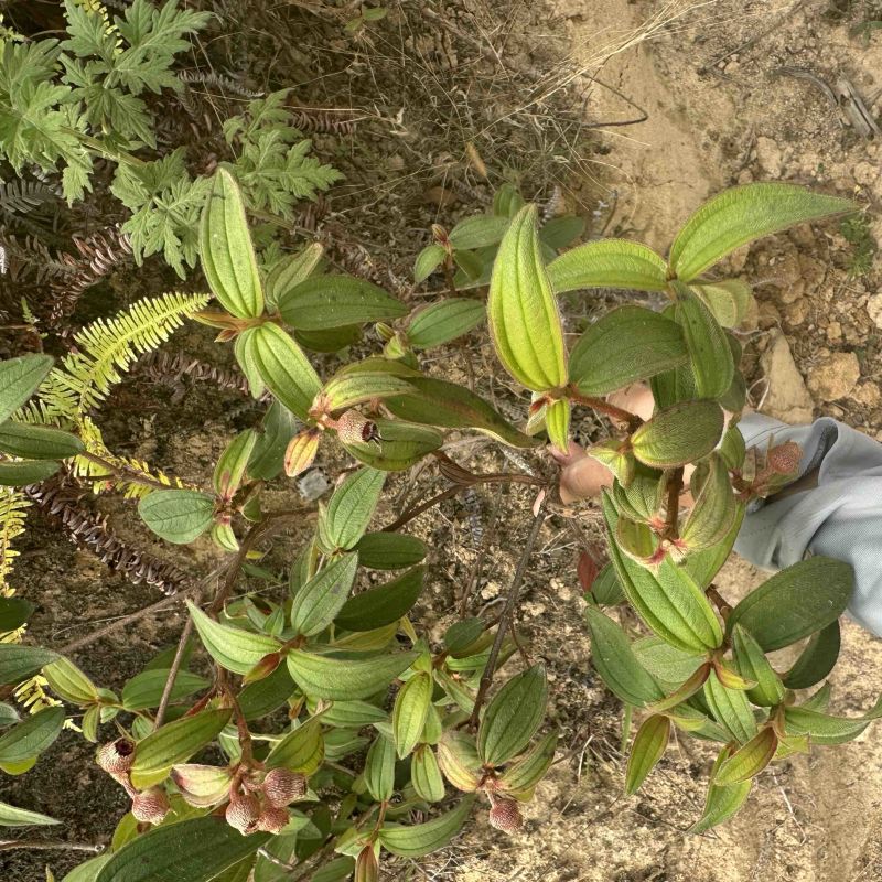 羊开口野牡丹根小花瓶根羊开口羊开口根