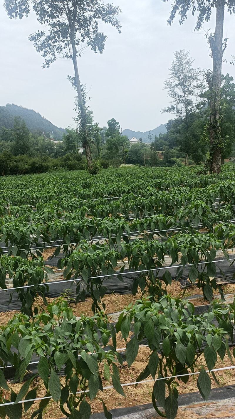 湘西高山螺丝椒