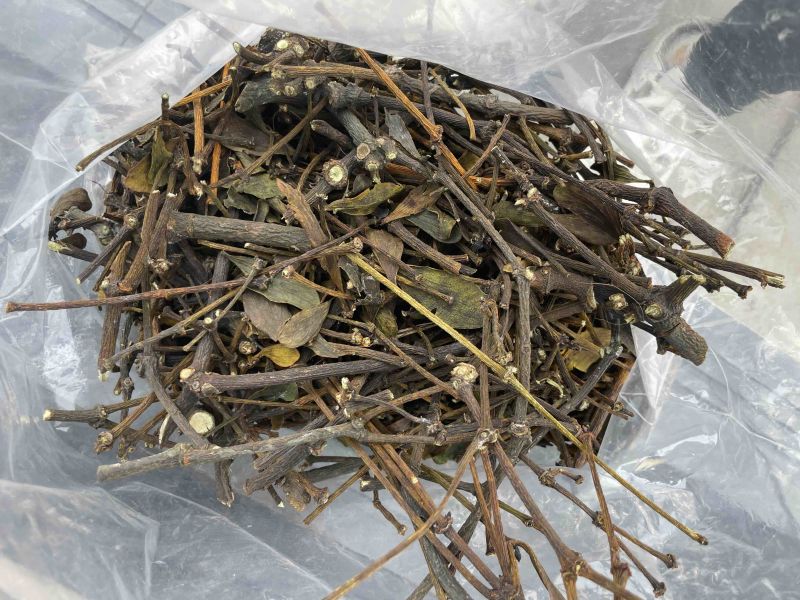 桑寄生核桃寄生斛寄生寄生桑寄生核桃树上的寄生草
