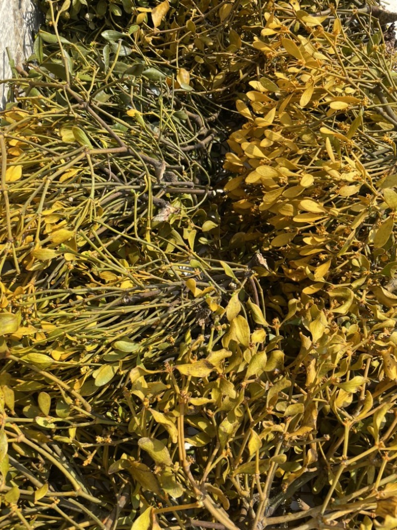 桑寄生核桃寄生斛寄生寄生桑寄生核桃树上的寄生草