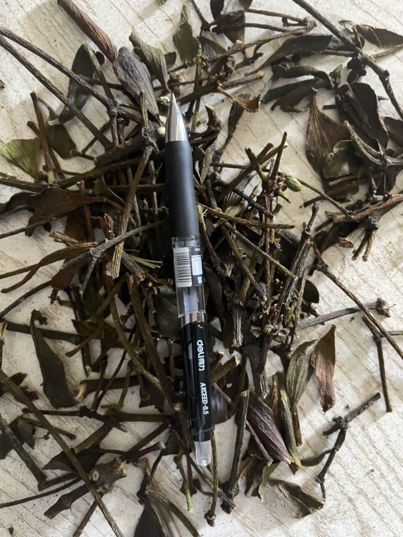 桑寄生核桃寄生斛寄生寄生桑寄生核桃树上的寄生草