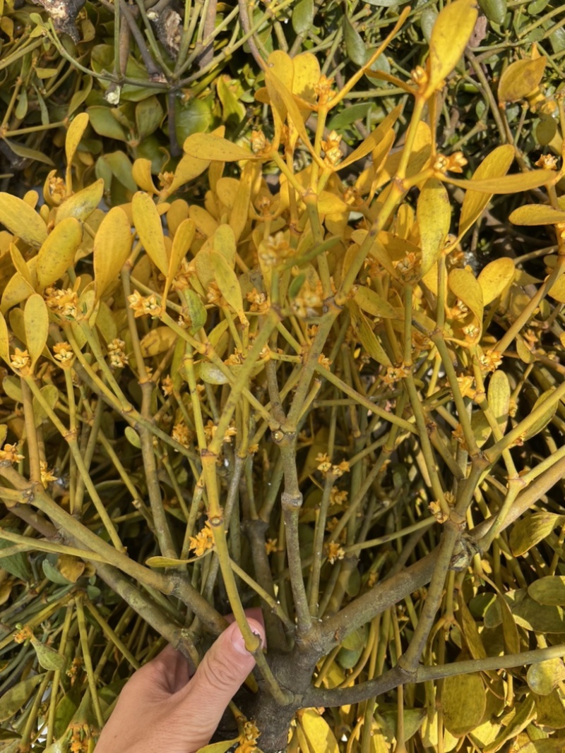 桑寄生核桃寄生斛寄生寄生桑寄生核桃树上的寄生草