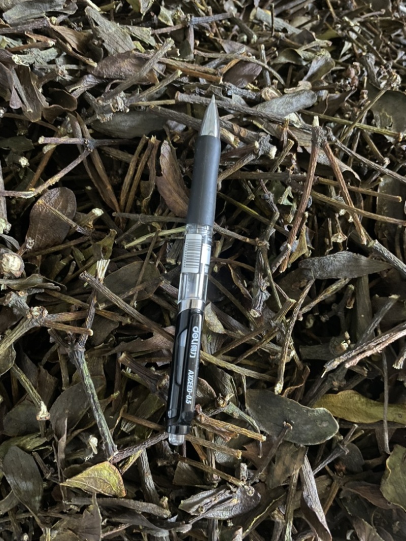 桑寄生核桃寄生斛寄生寄生桑寄生核桃树上的寄生草