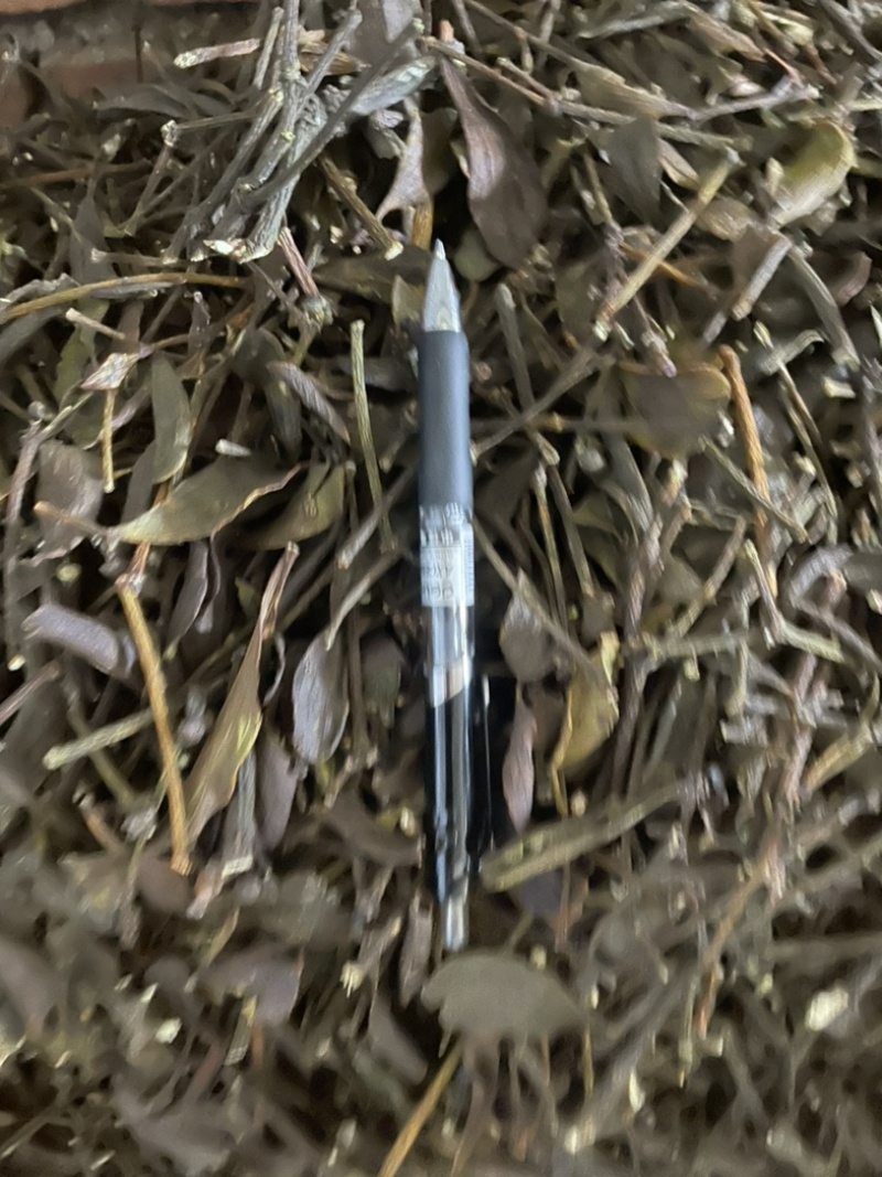 桑寄生核桃寄生斛寄生寄生桑寄生核桃树上的寄生草
