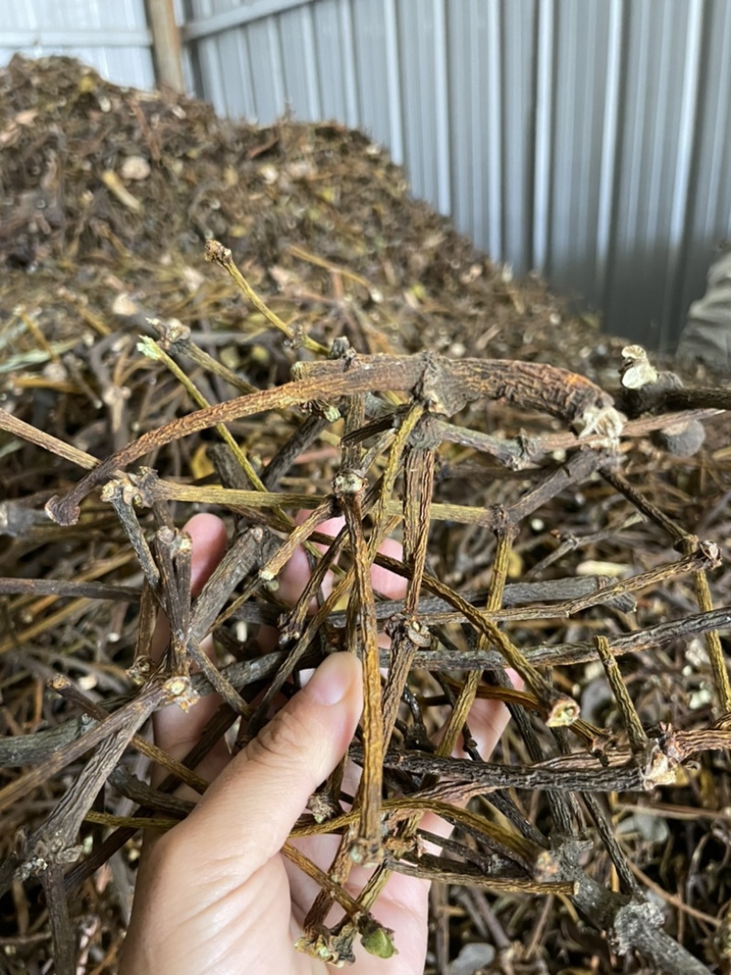 桑寄生核桃寄生斛寄生寄生桑寄生核桃树上的寄生草