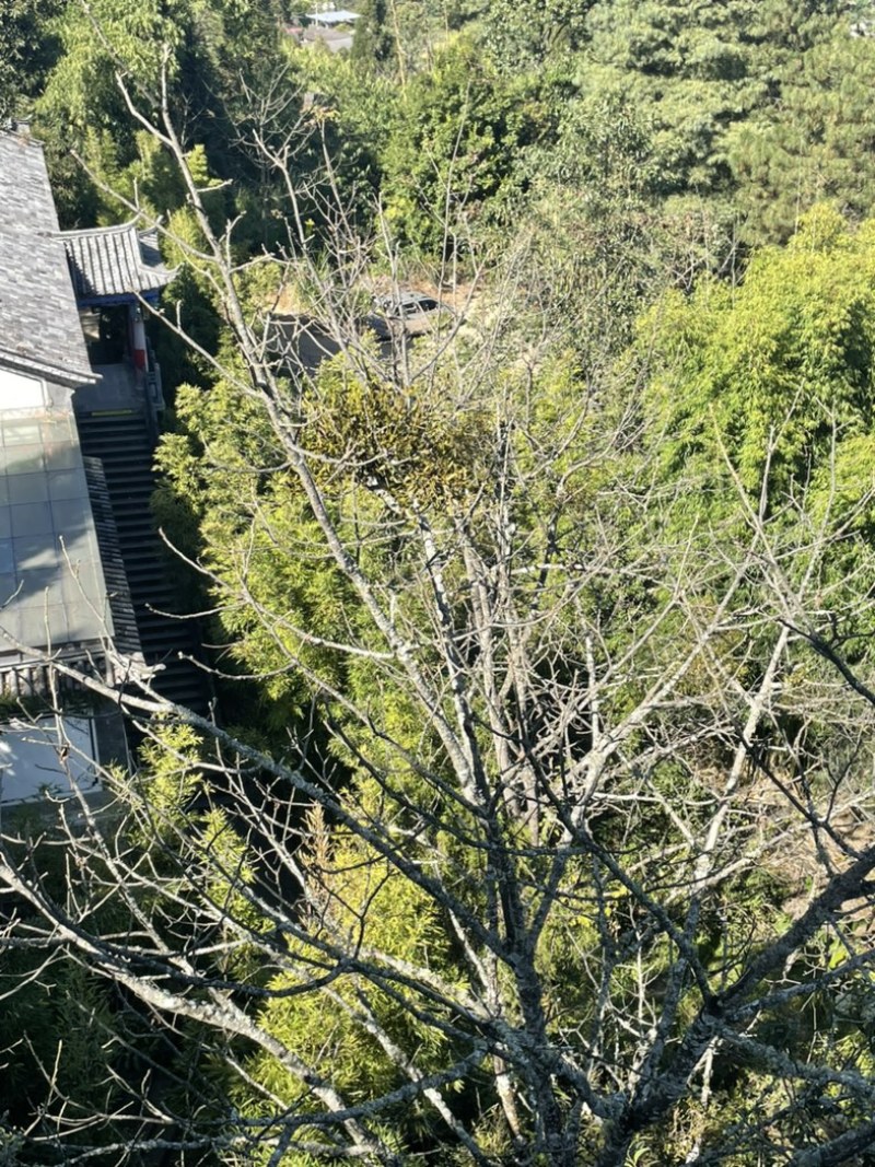 桑寄生核桃寄生斛寄生寄生桑寄生核桃树上的寄生草
