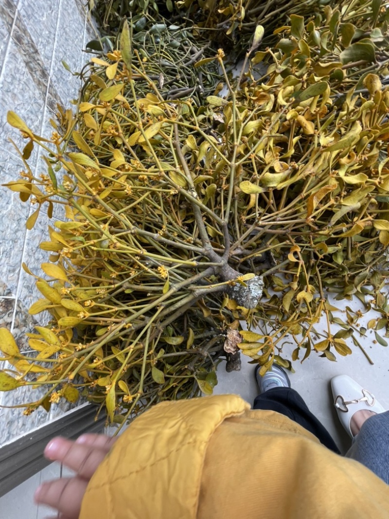 桑寄生核桃寄生斛寄生寄生桑寄生核桃树上的寄生草