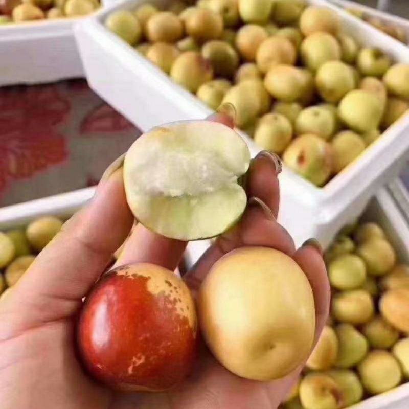 【实力】沾化冬枣，现摘现发货源充足，品质保证供应全国市场