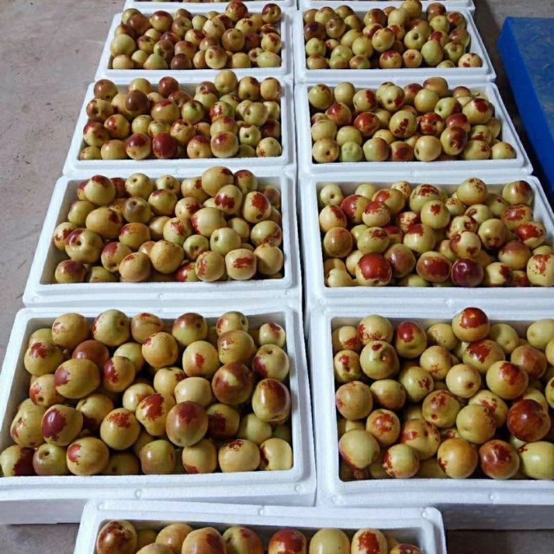 【实力】沾化冬枣，现摘现发货源充足，品质保证供应全国市场