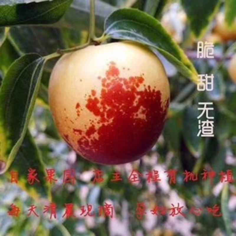 【实力】沾化冬枣，现摘现发货源充足，品质保证供应全国市场